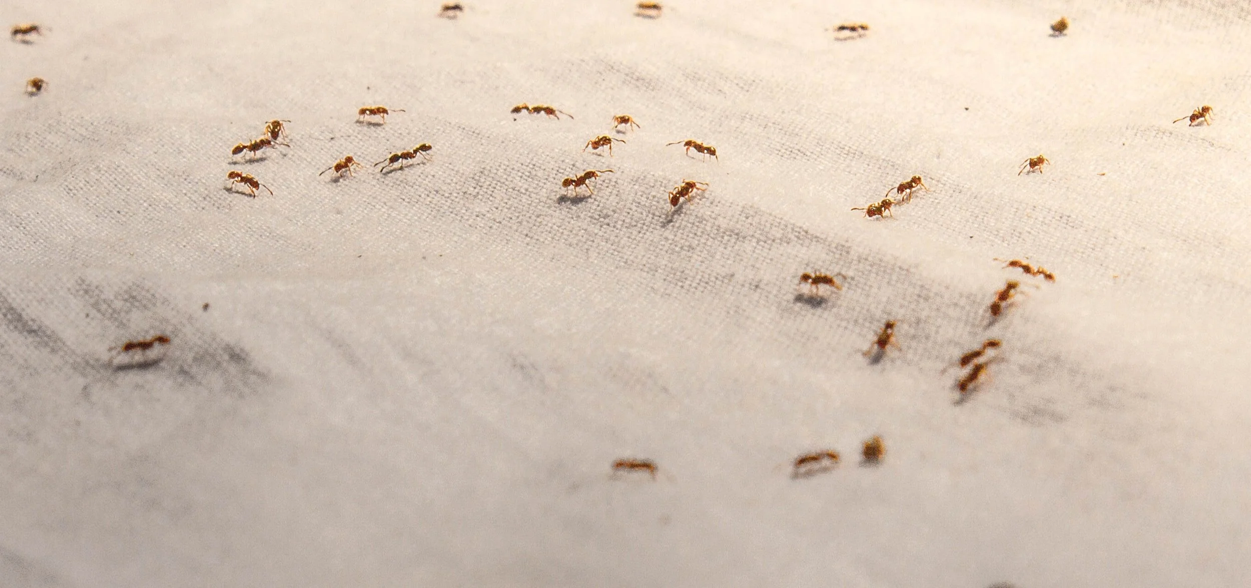 Why Won’t the Ants Go Away?