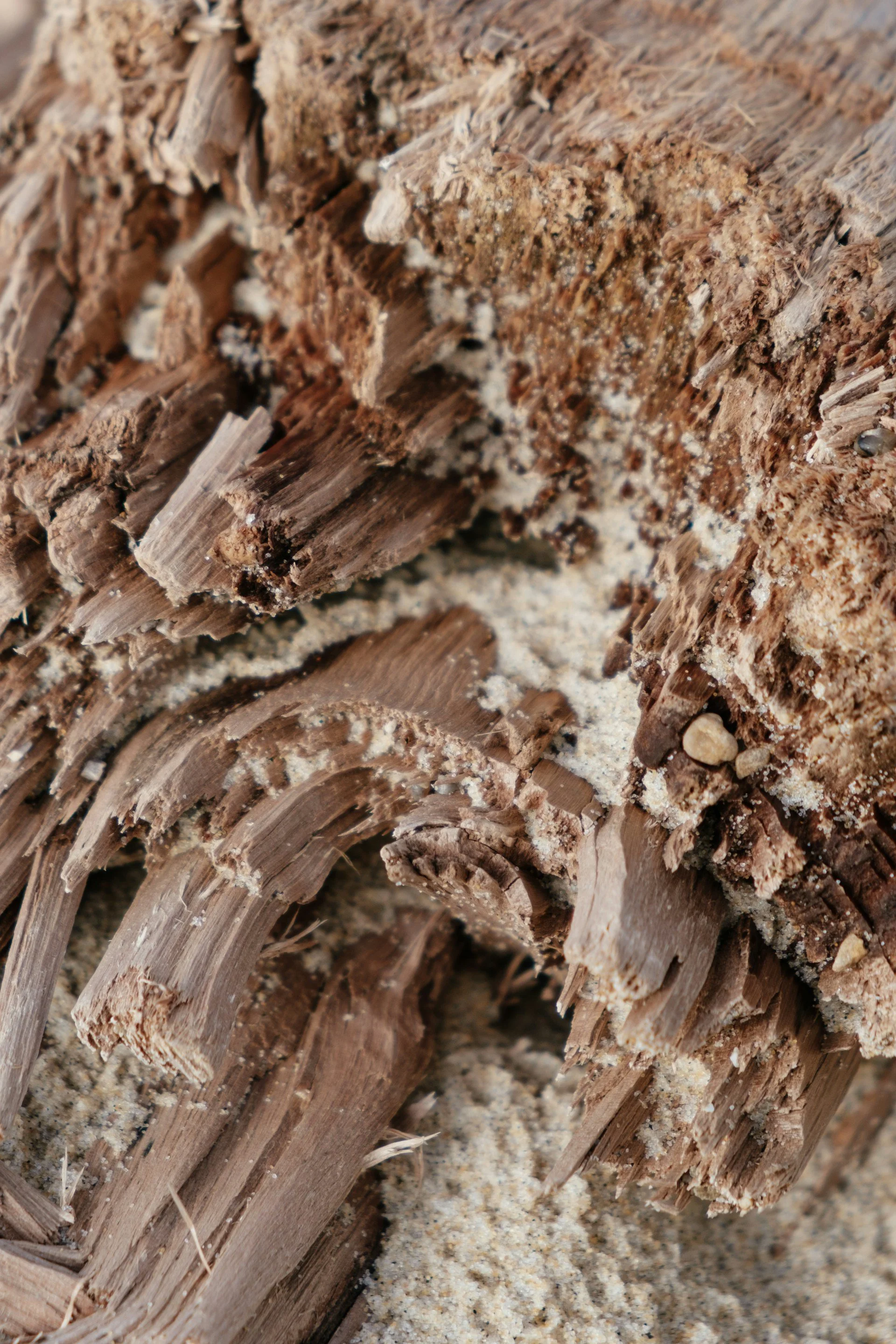 Understanding Regular Termite Inspections