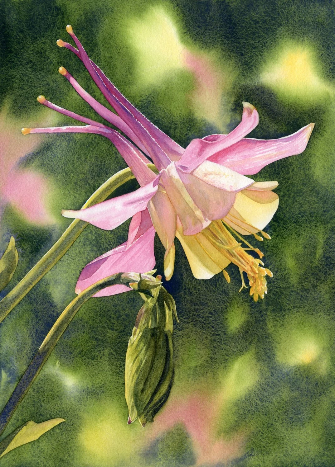 Columbine Glow © Lorraine Watry