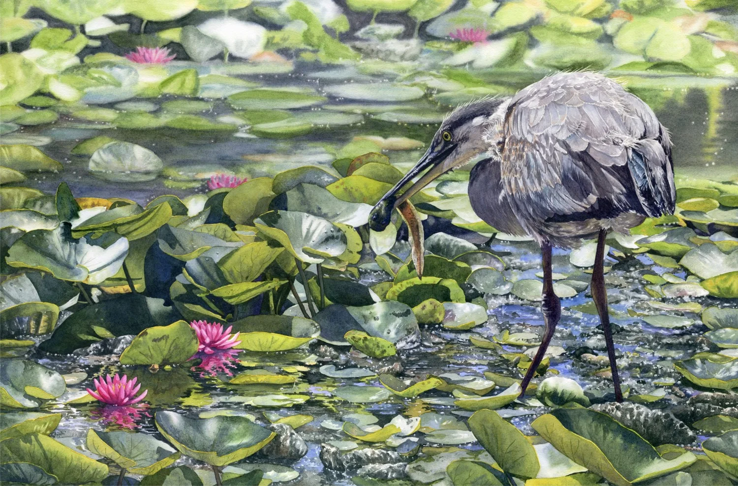Tadpole Takeout © Lorraine Watry