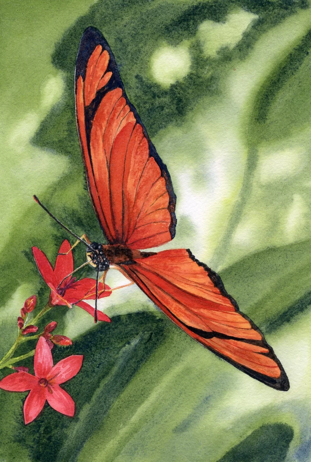 Tangerine Wings © Lorraine Watry