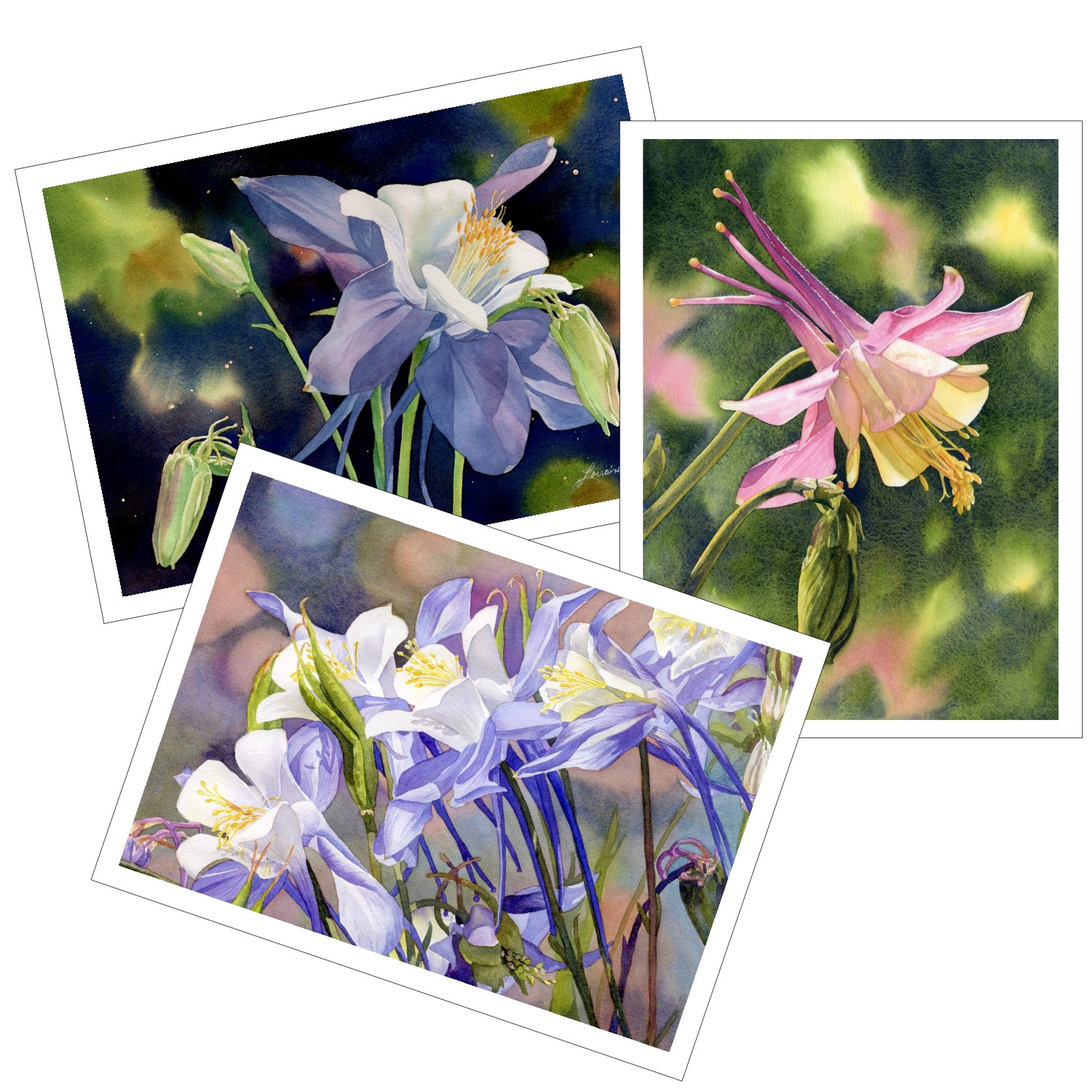 Columbine Blank Note Cards from watercolors by Lorraine Watry