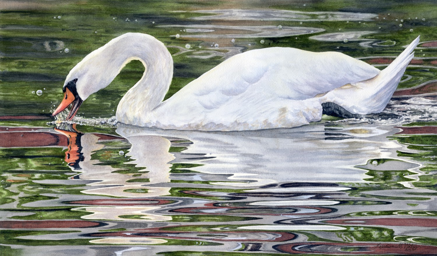 Cygnus Olor © Lorraine Watry