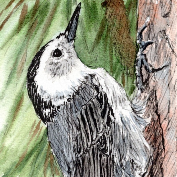 nuthatch-ink-and-watercolor-by-Lorraine-Watry.jpg