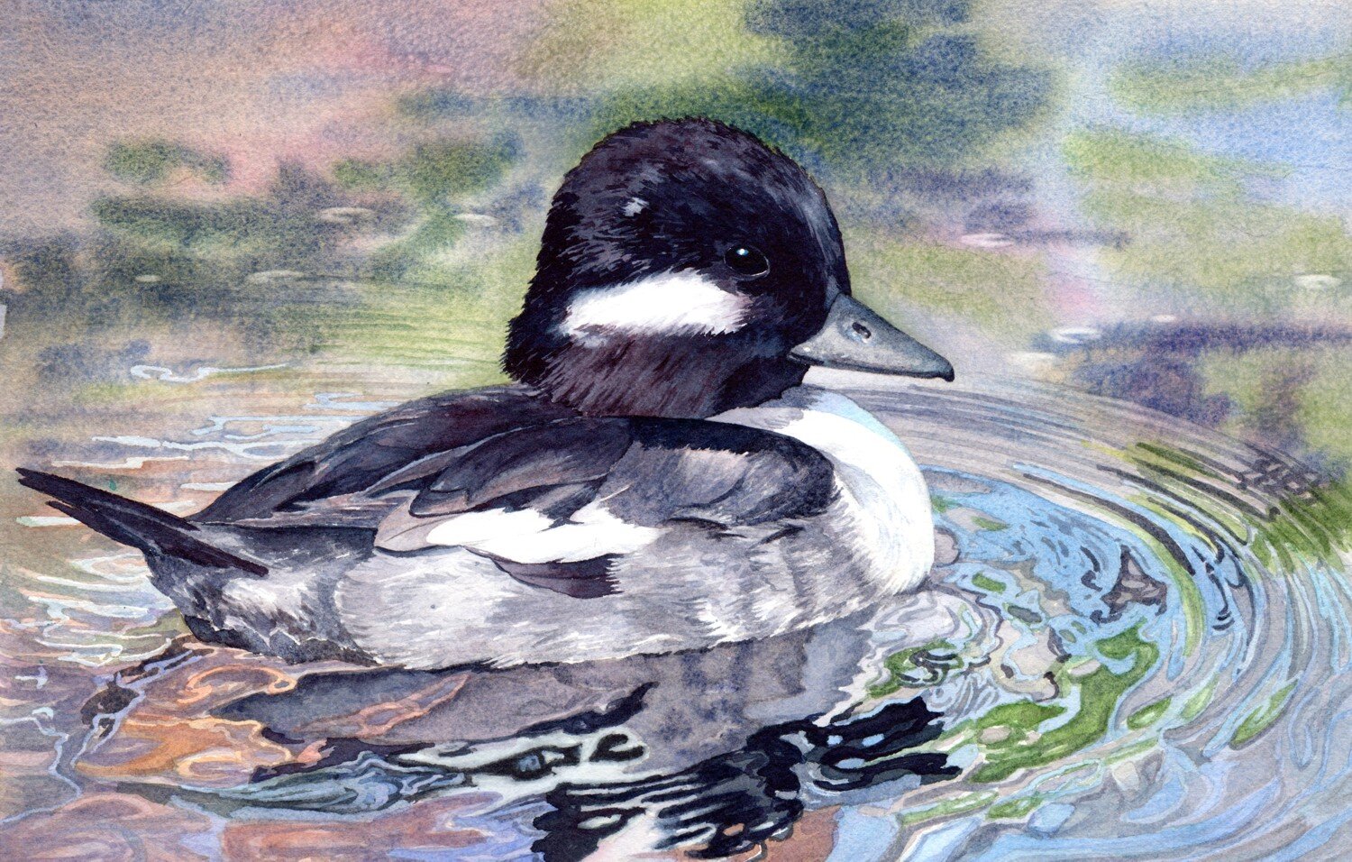Bufflehead-Duck-Reflections-watercolor-Lorraine-Watry.jpg
