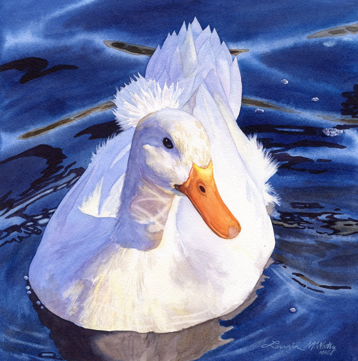 Crested-Duck-watercolor-by-Lorraine-Watry.jpg