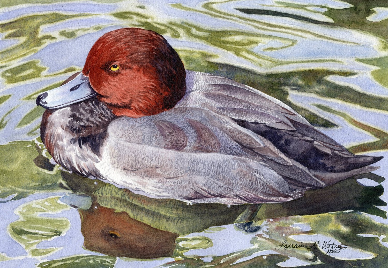 Red-Head-Duck-watercolor-by-Lorraine-Watry.jpg