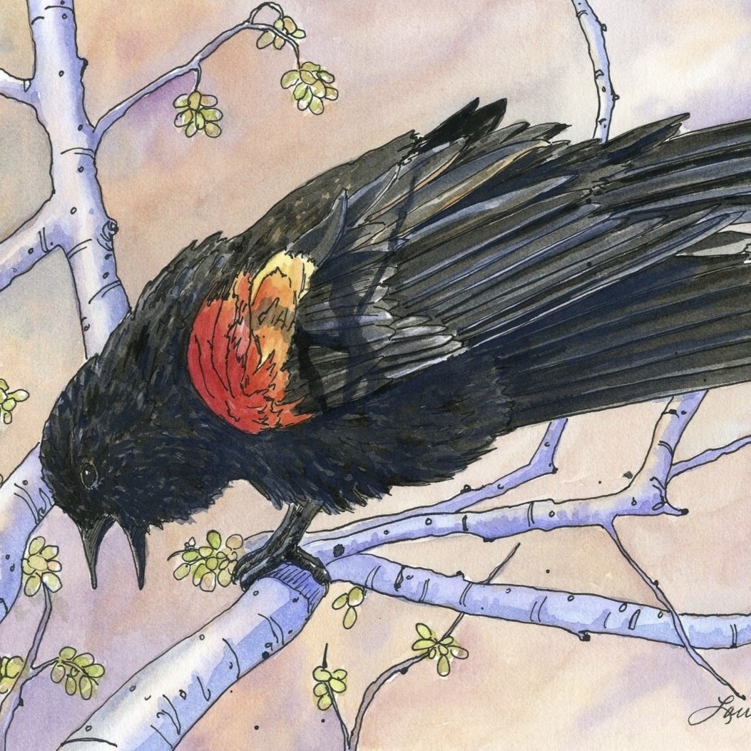 Red-Wing-Black-Bird-watercolor-by-Lorraine-Watry.jpg