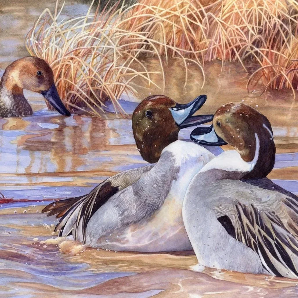 Dueling-Pintails-watercolor-Lorraine-Watry.jpg
