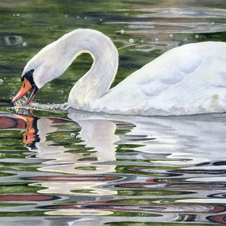 Cygnus-Olor-watercolor-Lorraine-Watry.jpg