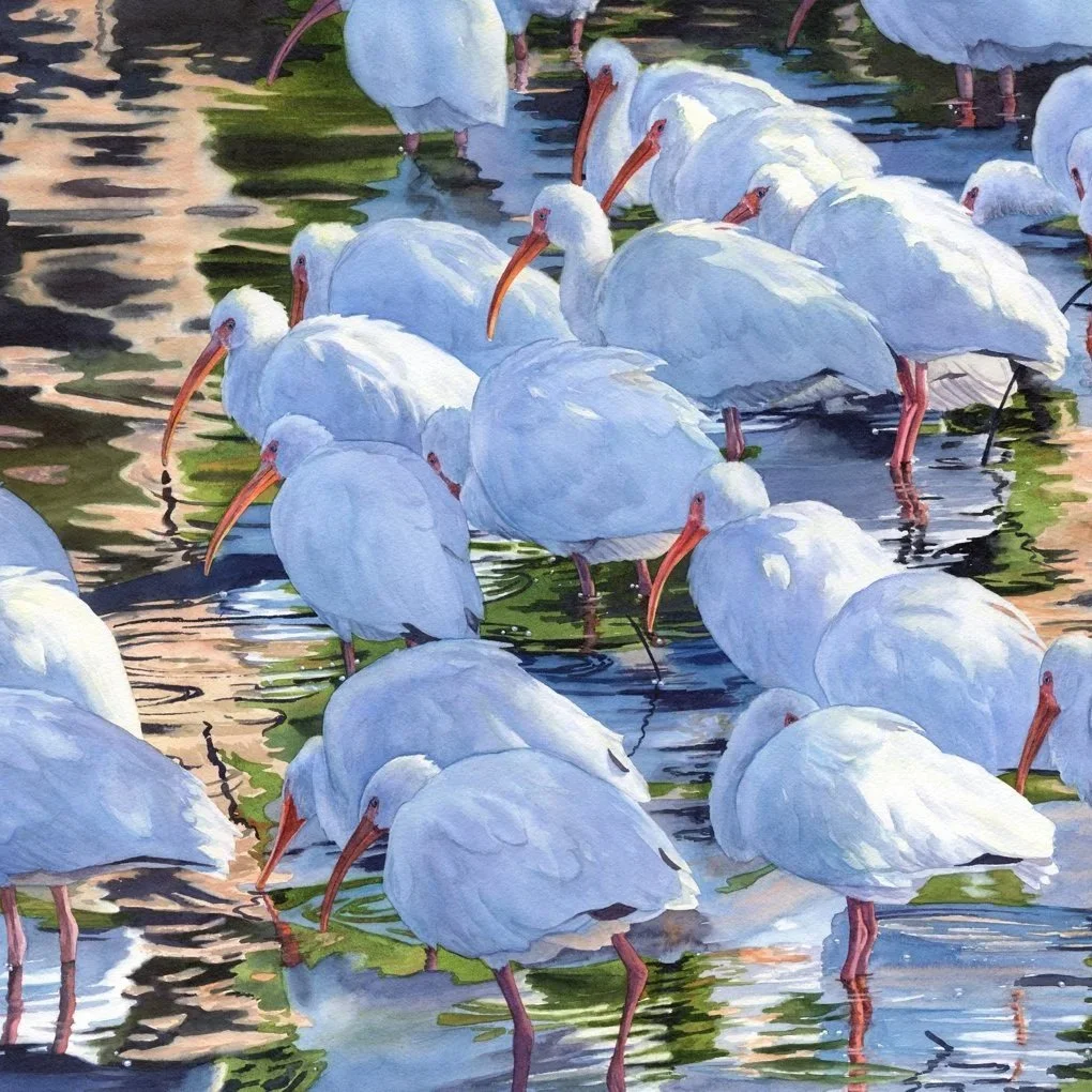 Early-Morning-Ibis-watercolor-by-Lorraine-Watry.jpg