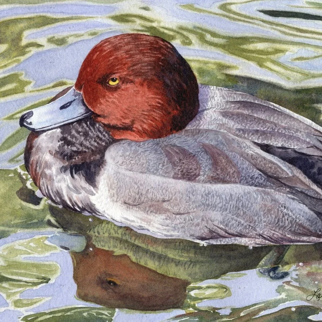 Red-Head-Duck-watercolor-by-Lorraine-Watry.jpg