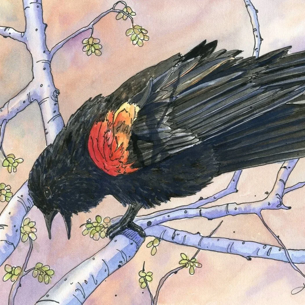 Red-Wing-Black-Bird-watercolor-by-Lorraine-Watry.jpg