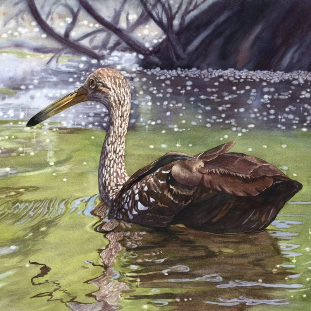 Limpkin%27s-Colorado-Vacation-watercolor-Lorraine-Watry.jpg