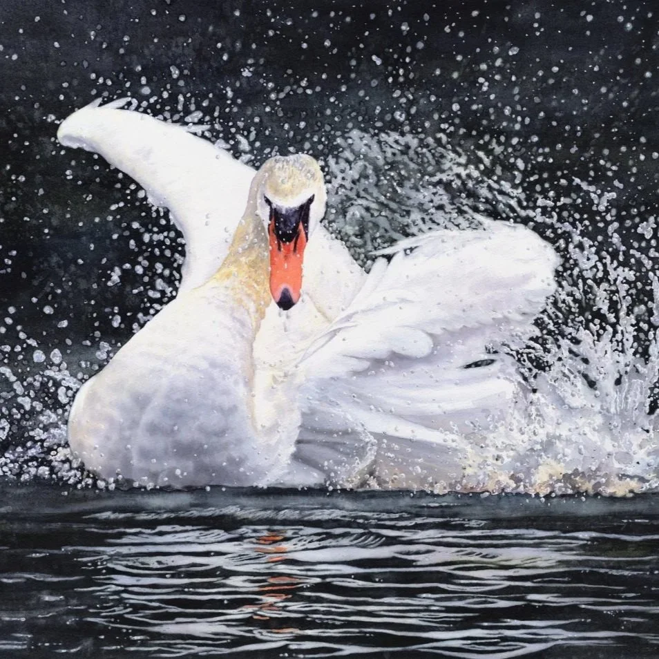Mute-Swan-Tango-watercolor-Lorraine-Watry.jpg