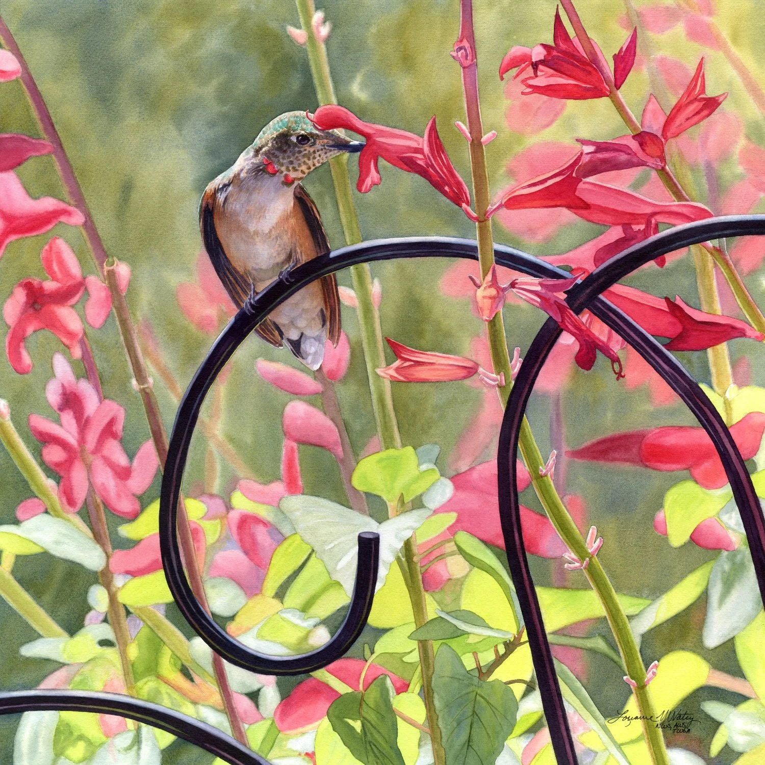 watercolor of a hummingbird and red fuschia flowers