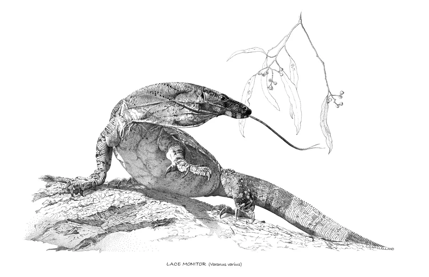 Lace-Monitor.jpg
