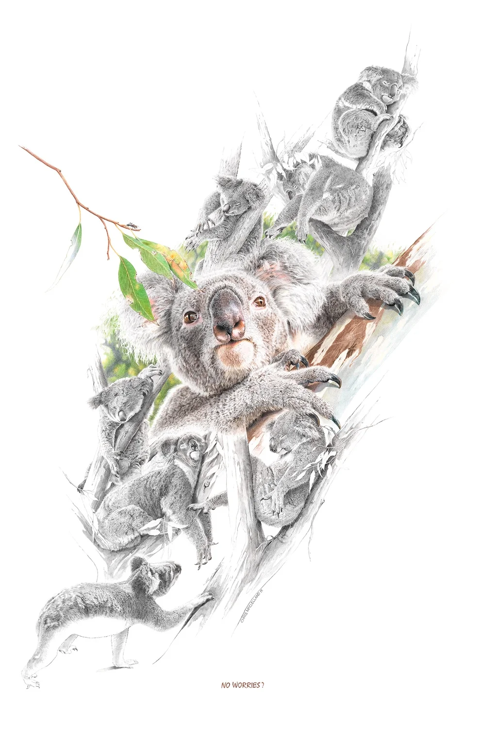 no_worries_(koala).jpg