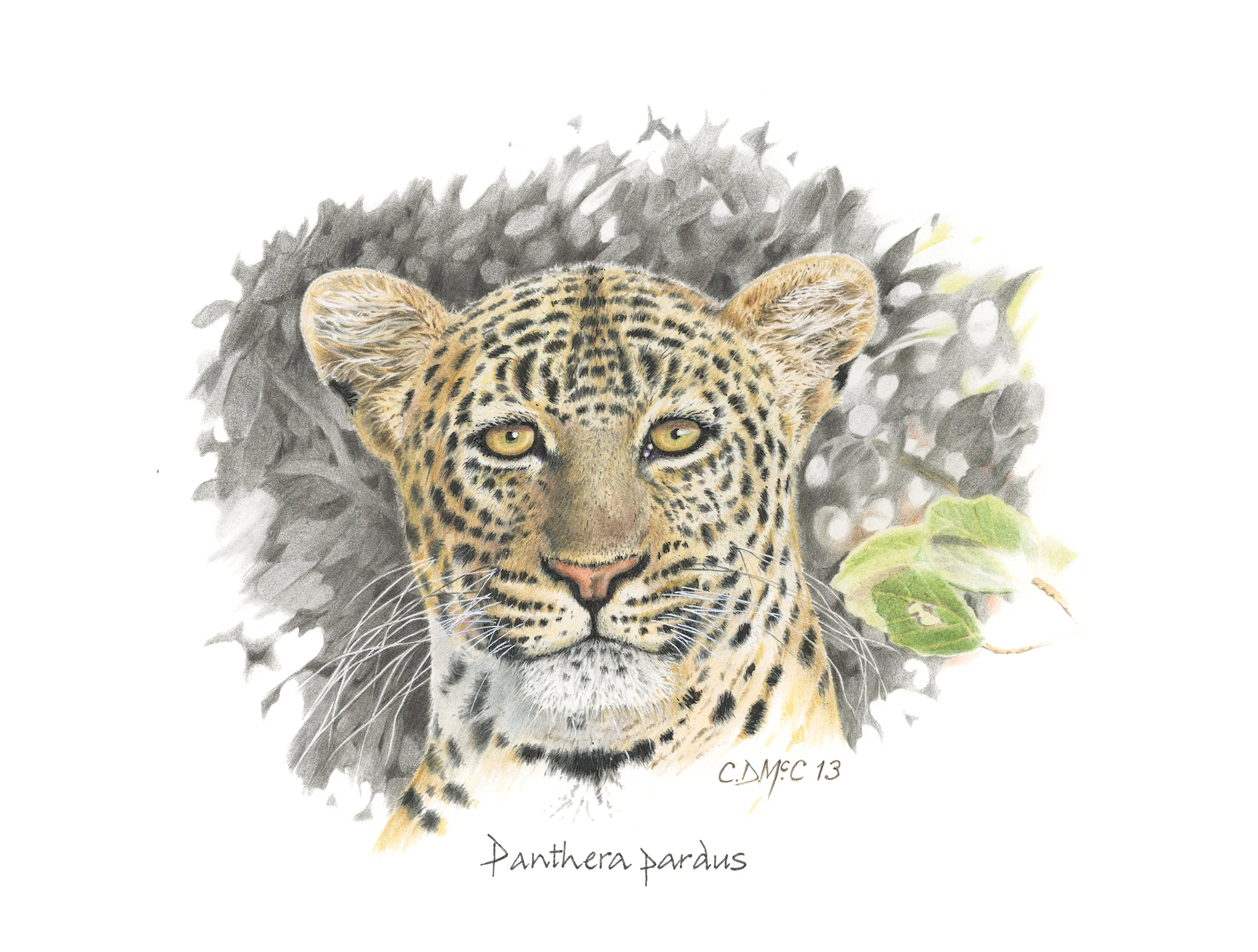 Leopard's head.jpg