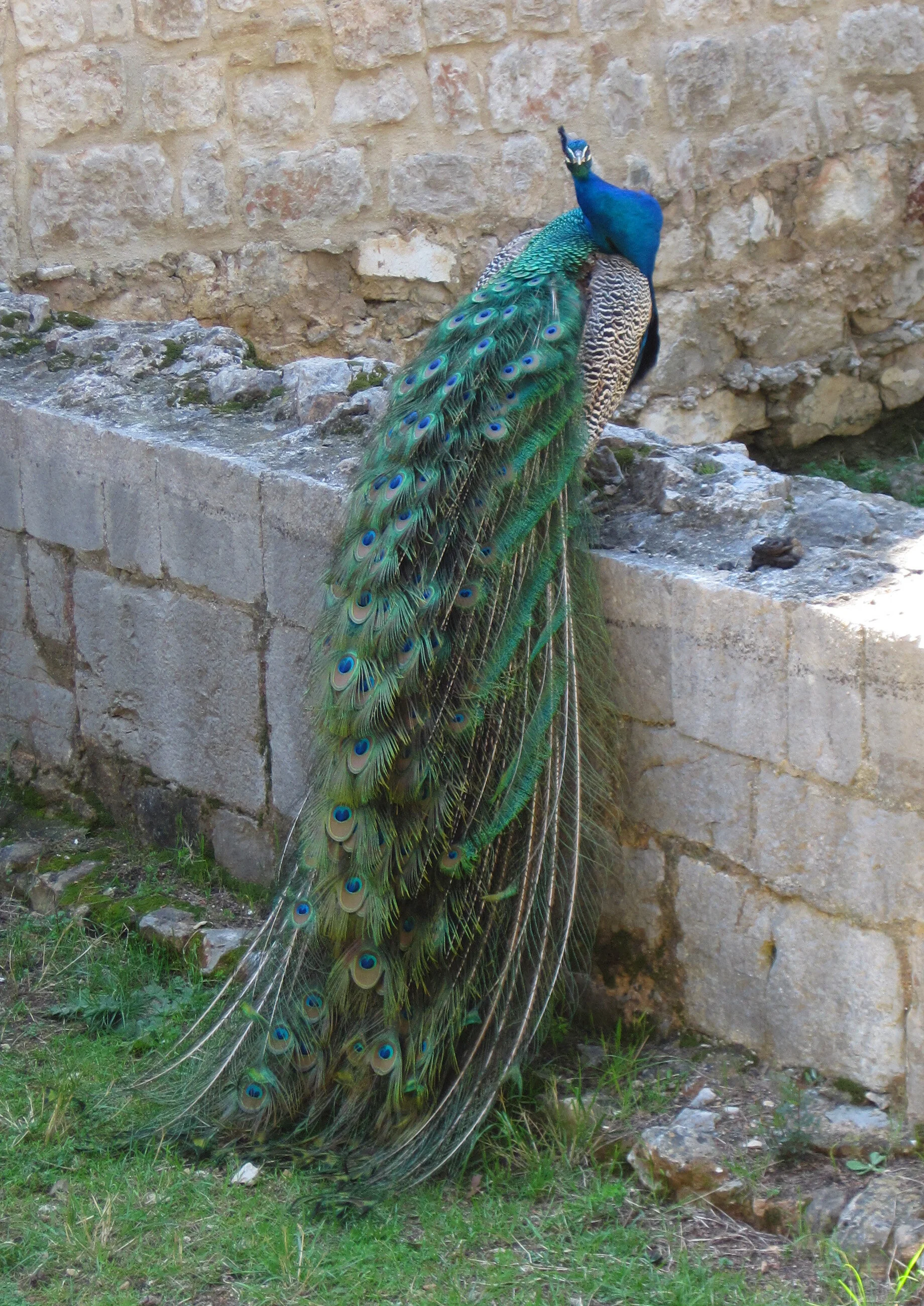  Proud peacock on Lokrum Island, Croatia 