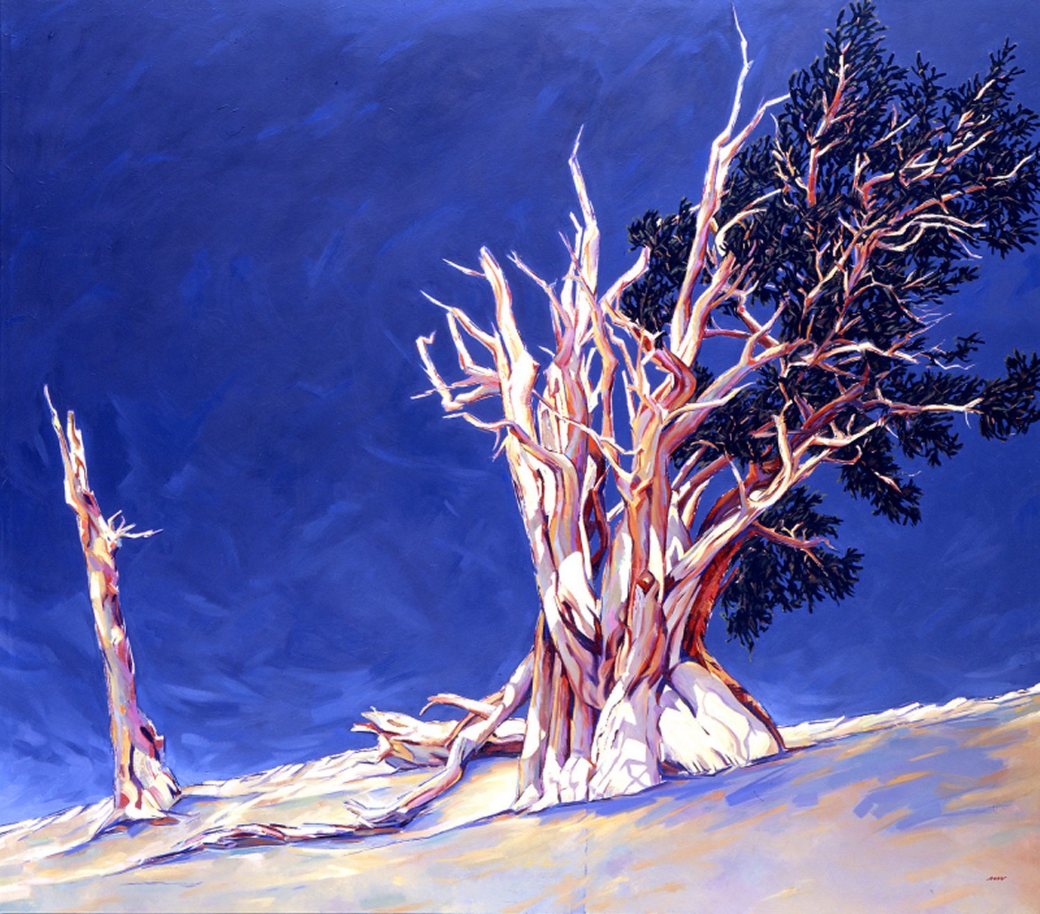 BRISTLECONE PINE