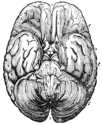 brain2.gif
