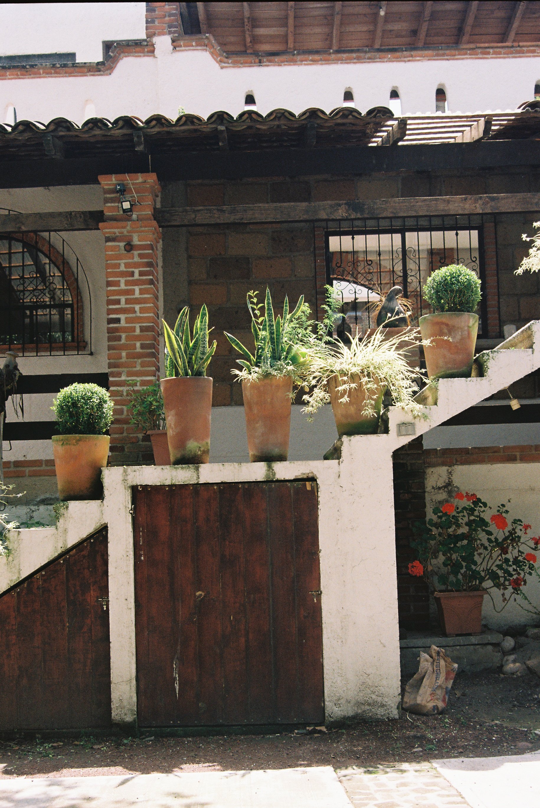 in the garden