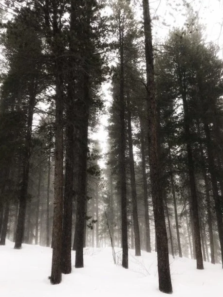 Stillness  / December 9, 2025