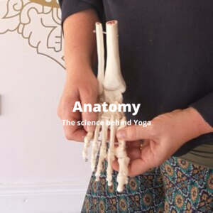 Anatomy classes - anatomy behind yoga poses - course content - Yoga Teacher Training - Aruna Yoga.png
