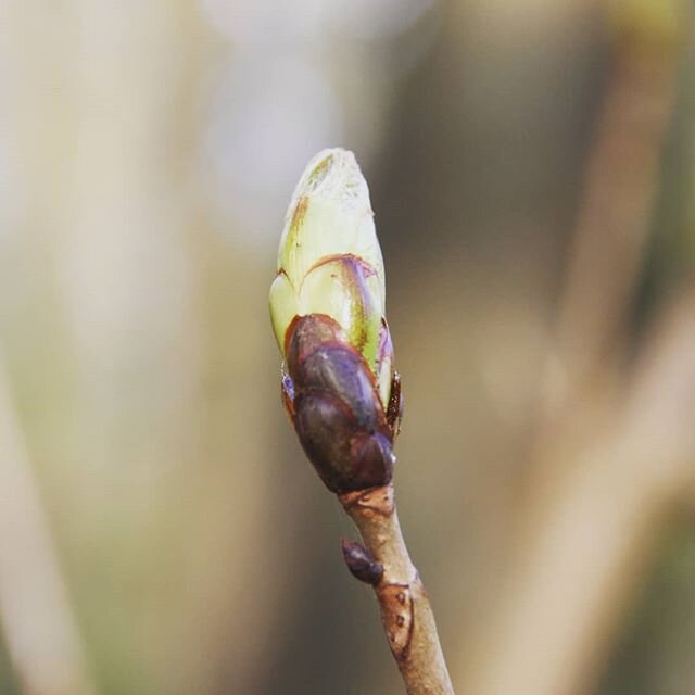One tree, one moment, showing all the phases of the chestnut-buds at the same time.
A little hope in corona-time!

#inspiredbynature #springtime