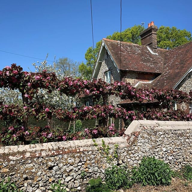 Malus toringo &lsquo;Scarlett&rsquo; espalier over a flint wall. The foliage emerges purple, matures to glossy green then produces red and yellow tints in autumn.