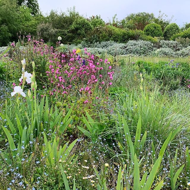 Lush May meadow at home. Full of all the plants we&rsquo;ve been encouraging to take over and &lsquo;go wild&rsquo;.