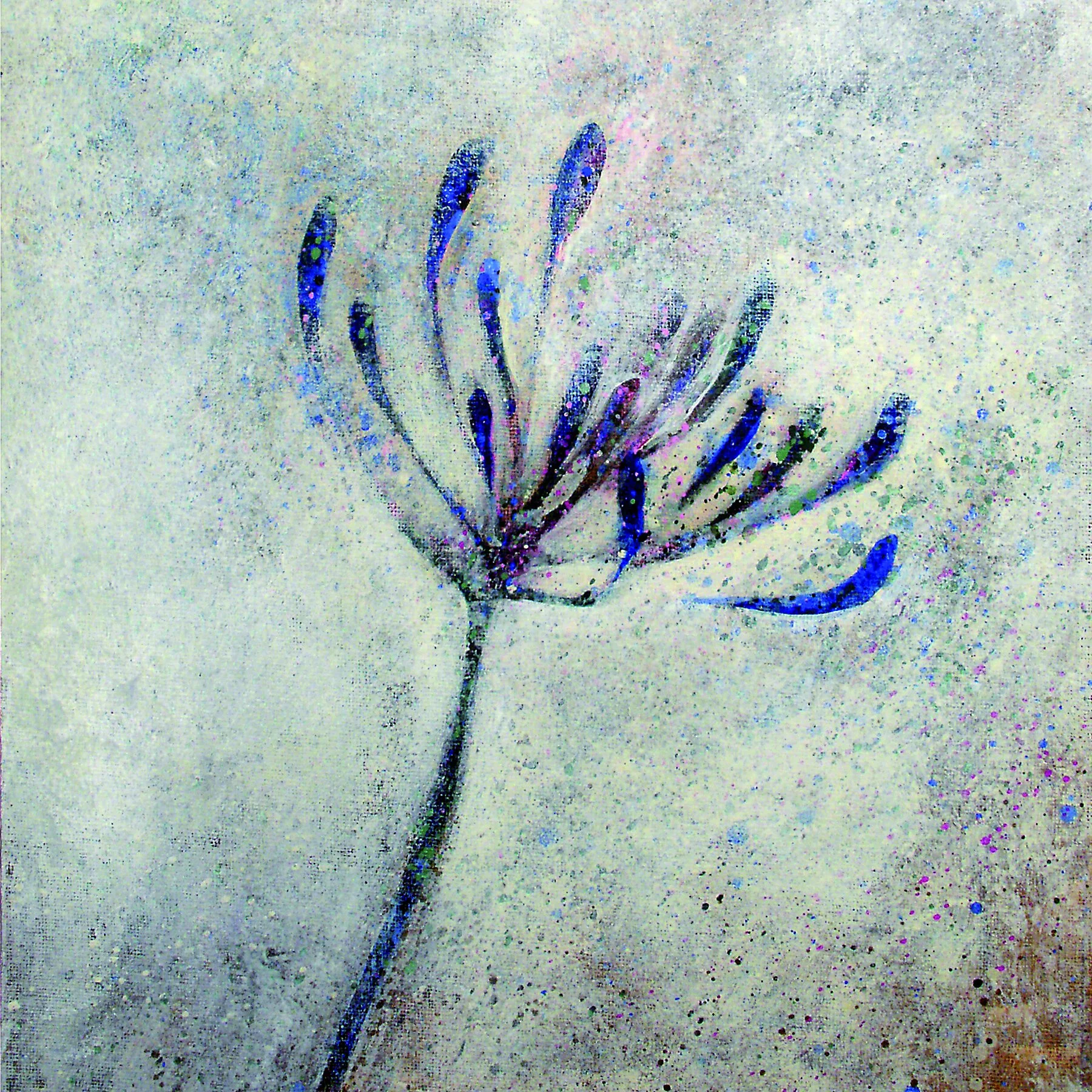 Agapanthus
