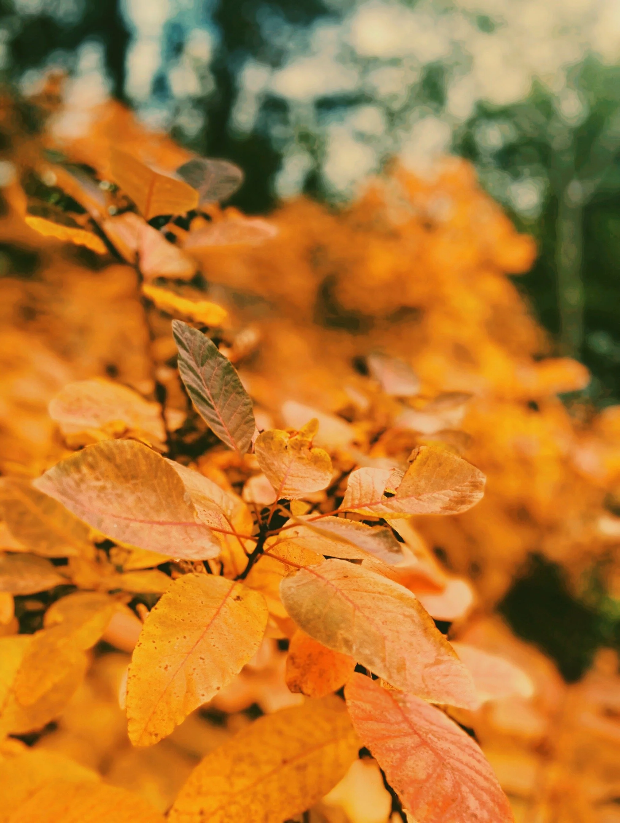 That said, I reckon surroundings help. Would you look at these Autumn leaves in my local park!?