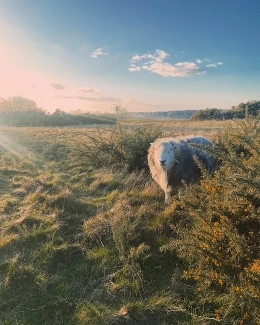 Local Suffolk Copywriter