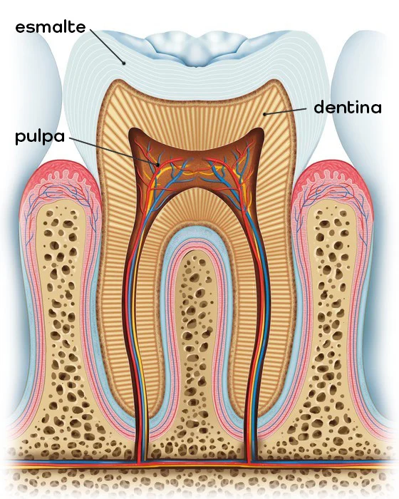 anatomia_diente.jpg