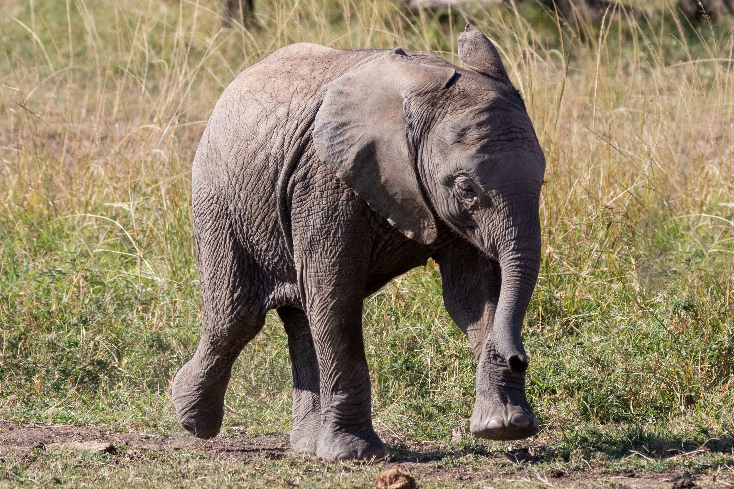 elephant-3073.jpg