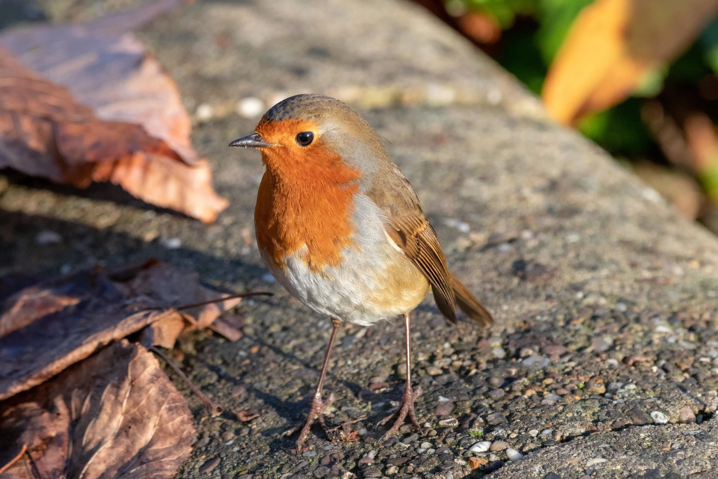 robin-8560.jpg
