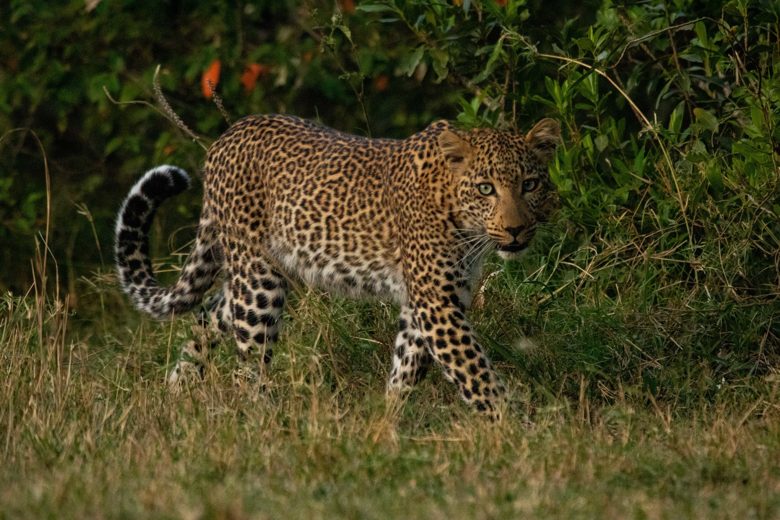 leopard-3.jpg