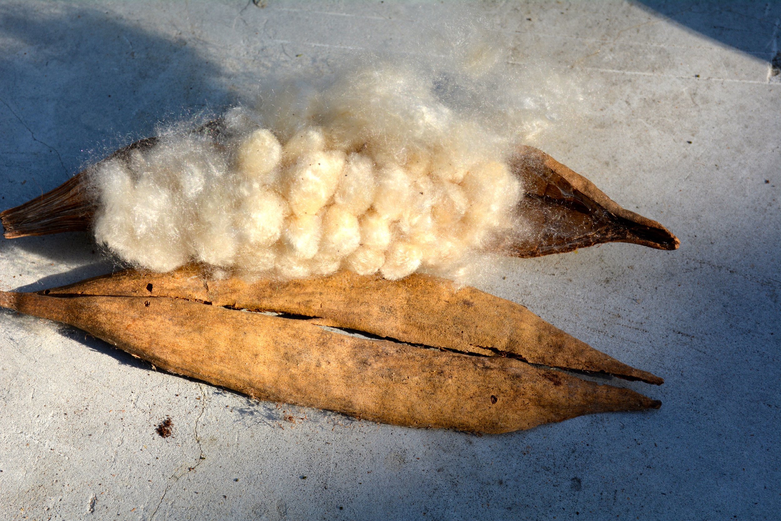 Kapok Wool Tree fibres. Kapok fibres loose from 11,36 €//kg natural filling