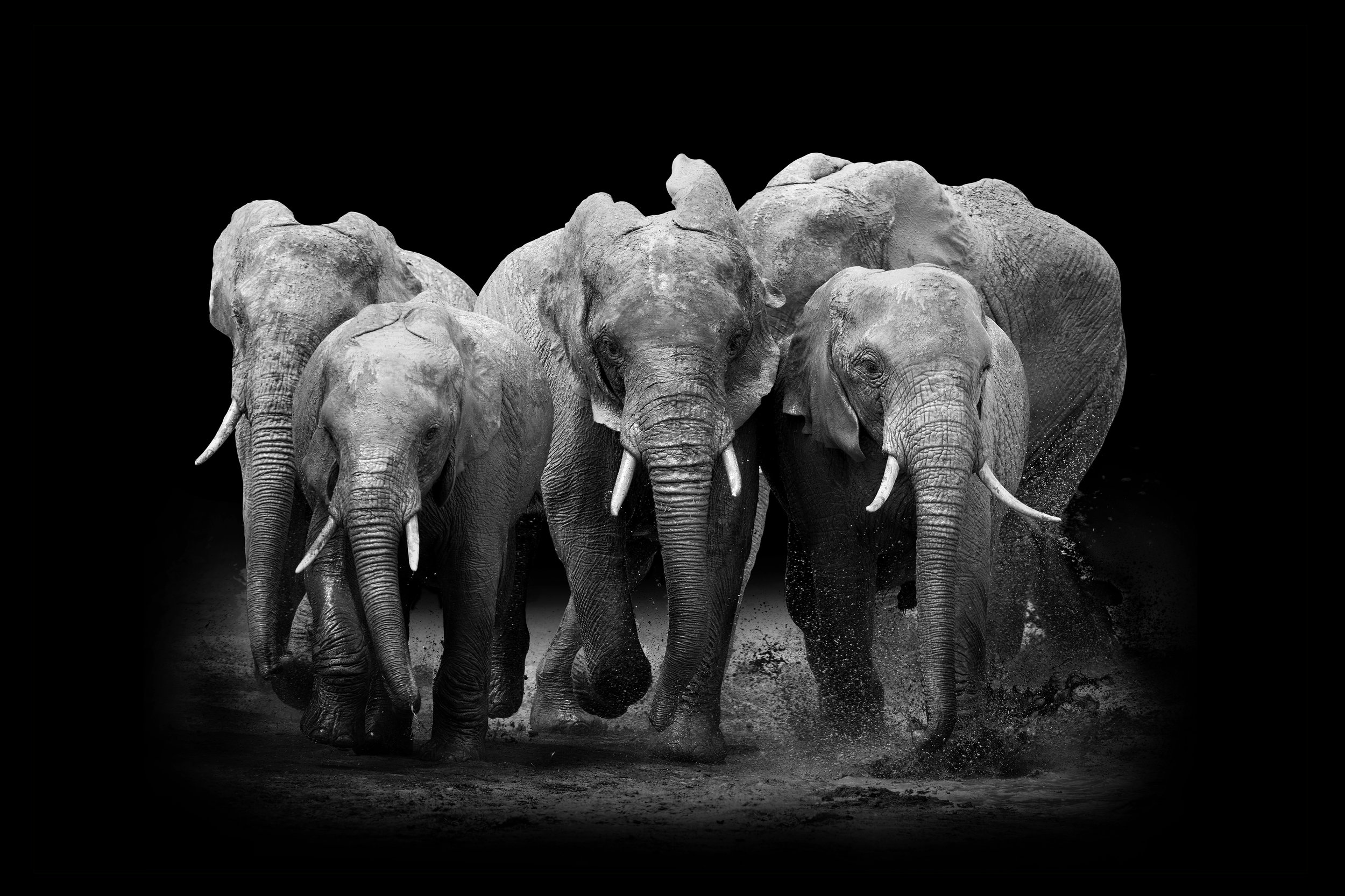 Слон группа организмов. Слон на темном фоне. Картина слоны на темном фоне. Слоны стадо вектор. Фотообои слоны черно белые.