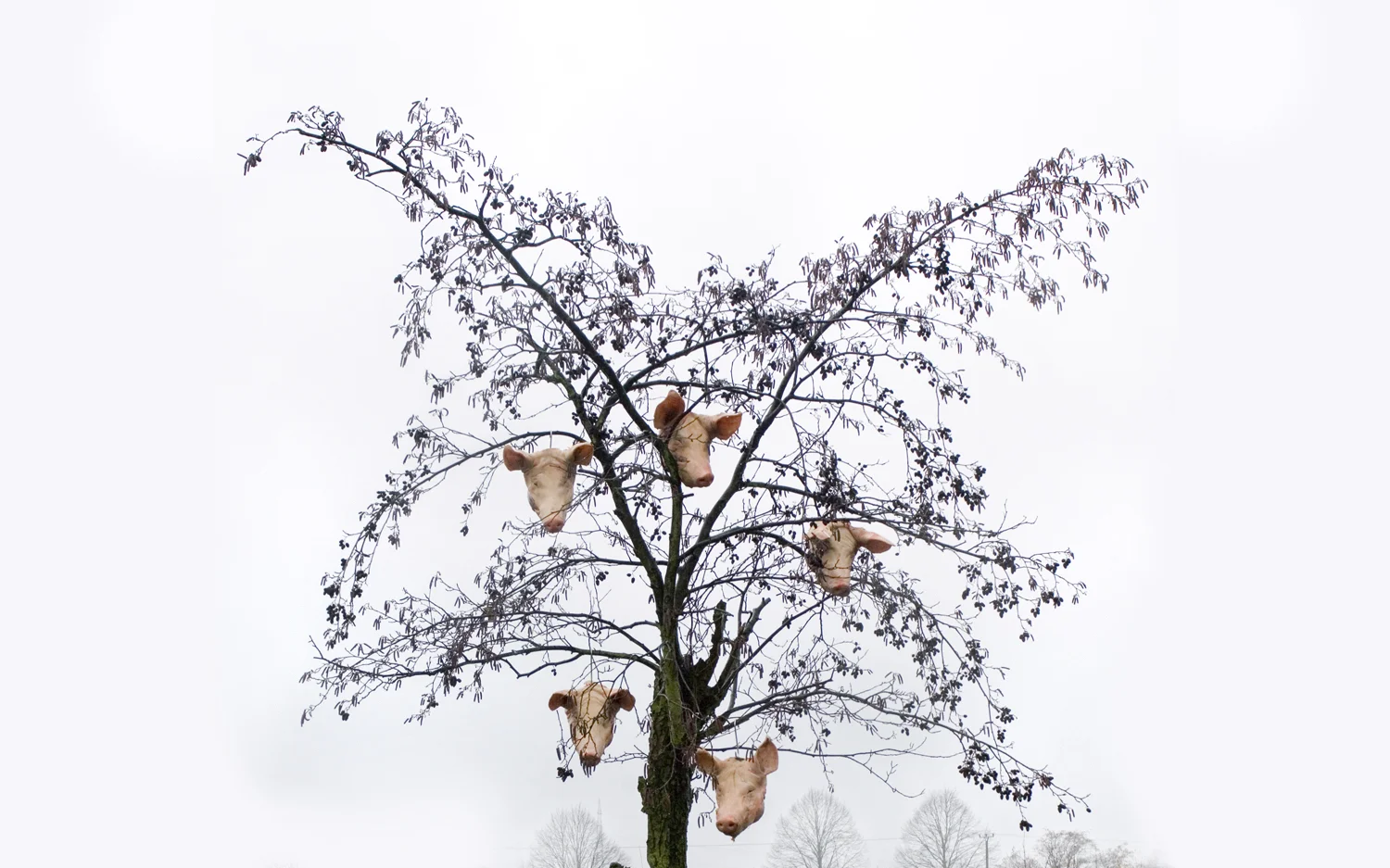Sobiralski_Schweinebaum.jpg
