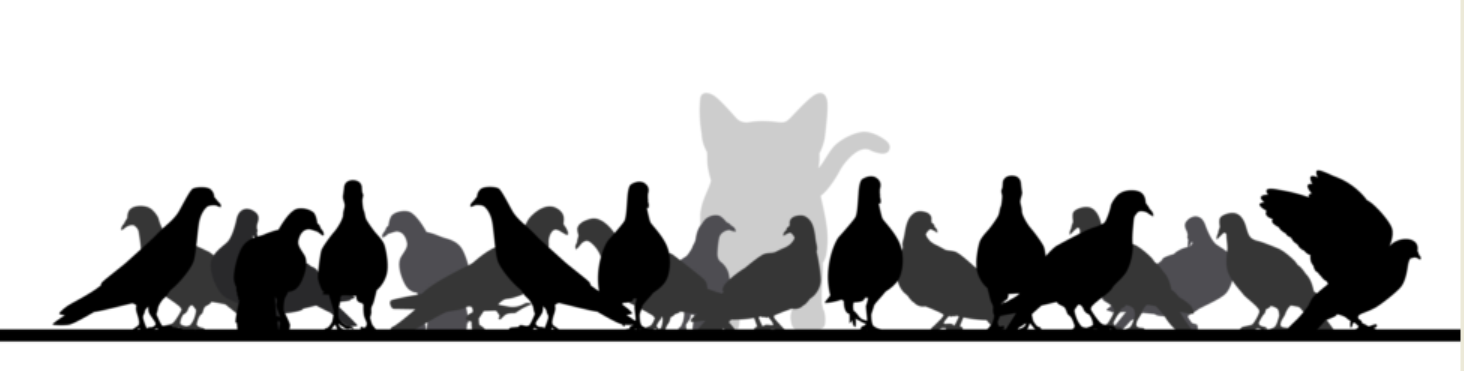 Cat Amongst the Pigeons