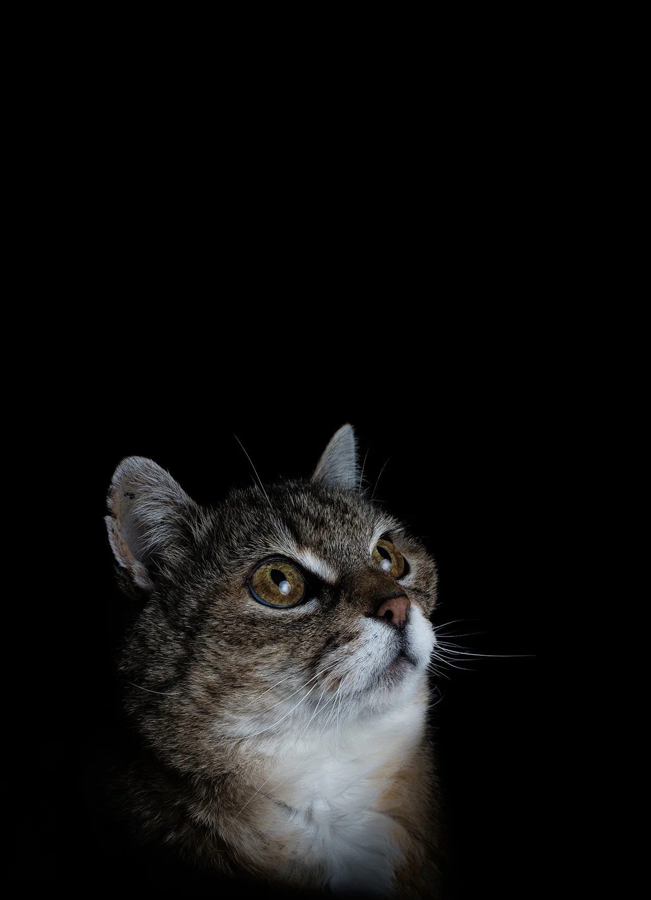 irenerapp-portrait-tier-tierportrait-katze.jpg