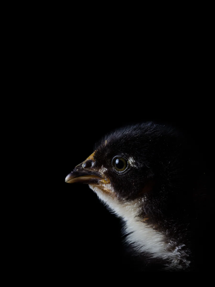 irenerapp-portrait-tiere-tierportrait-vogel.jpg