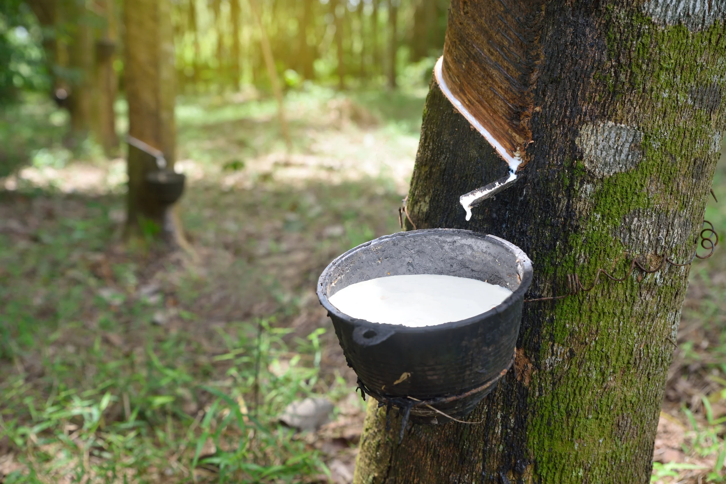 Harvesting Natural Rubber