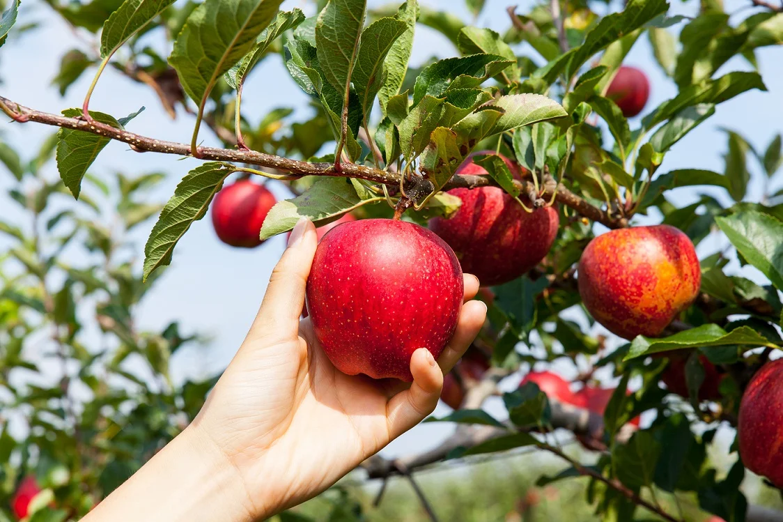 Crop forecast for apple production stands at 12,6 milion T