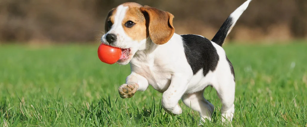 Puppy-Training-01sl.jpg
