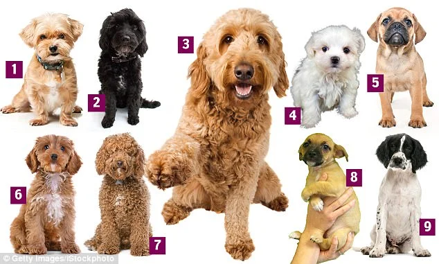 designer-dogs.jpg