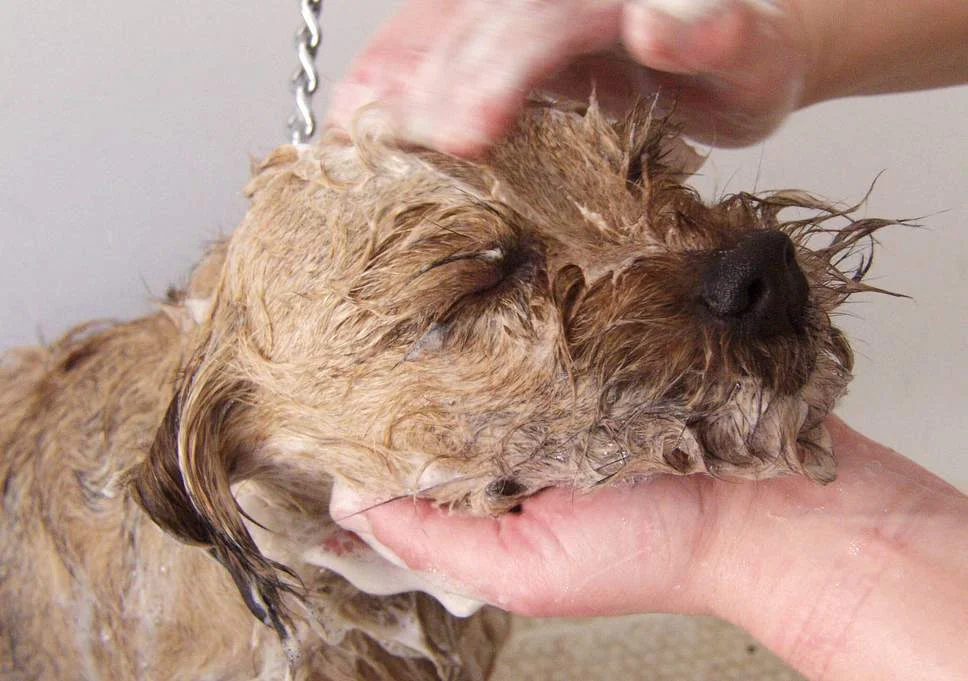 dog grooming image.jpg